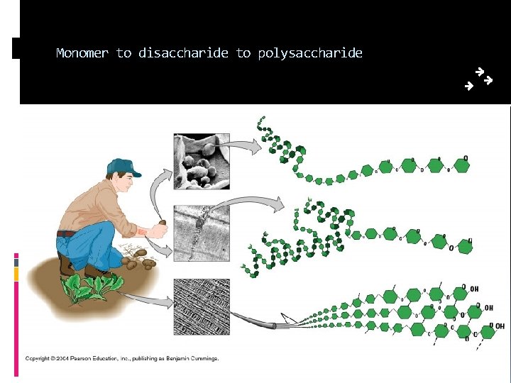 Monomer to disaccharide to polysaccharide 