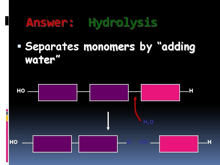 Answer: Hydrolysis Separates monomers by “adding water” HO H H 2 O HO H