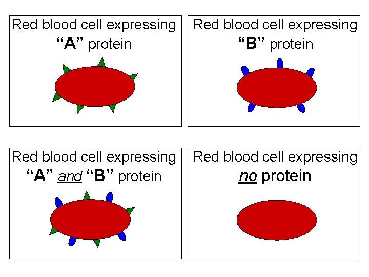 Red blood cell expressing “A” protein Red blood cell expressing “B” protein Red blood