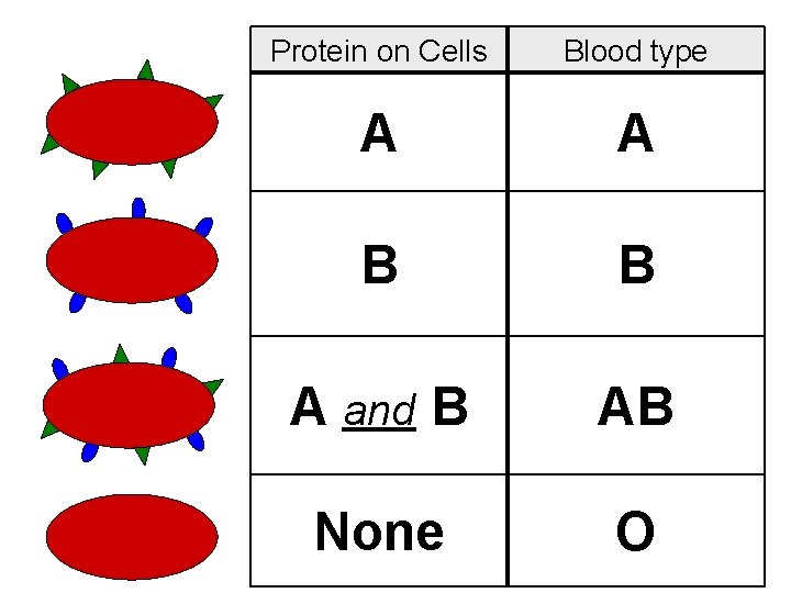 Protein on Cells Blood type A A B B A and B AB None
