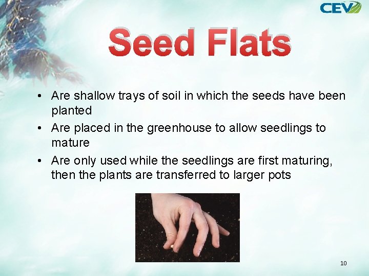 Seed Flats • Are shallow trays of soil in which the seeds have been