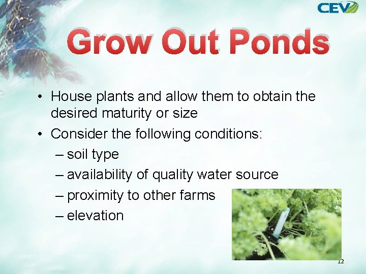 Grow Out Ponds • House plants and allow them to obtain the desired maturity