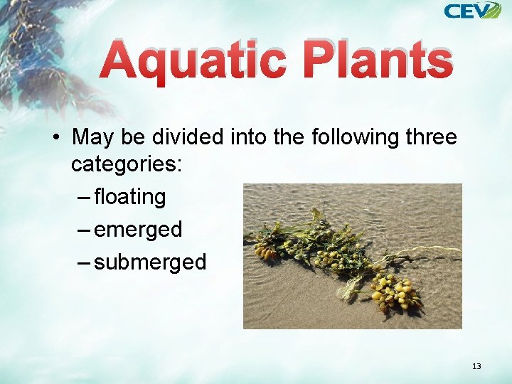 Aquatic Plants • May be divided into the following three categories: – floating –