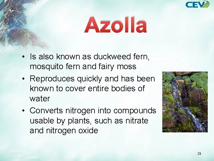 Azolla • Is also known as duckweed fern, mosquito fern and fairy moss •