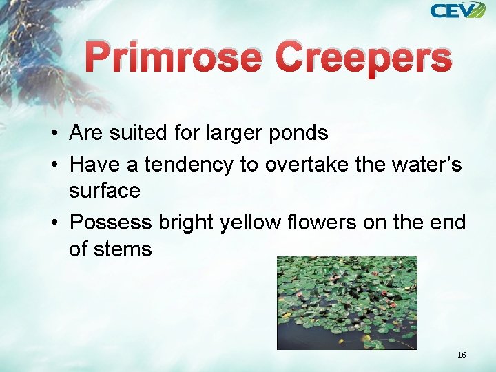 Primrose Creepers • Are suited for larger ponds • Have a tendency to overtake
