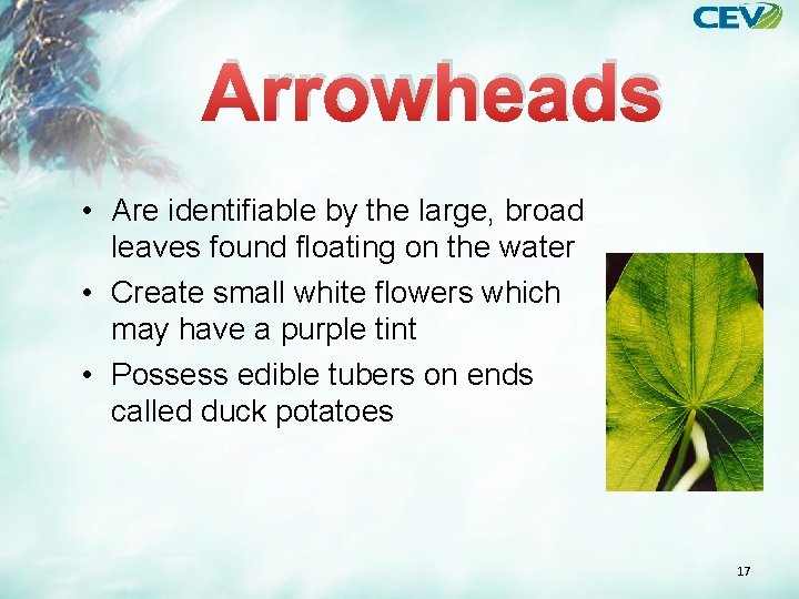 Arrowheads • Are identifiable by the large, broad leaves found floating on the water