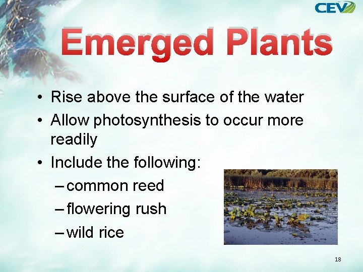 Emerged Plants • Rise above the surface of the water • Allow photosynthesis to