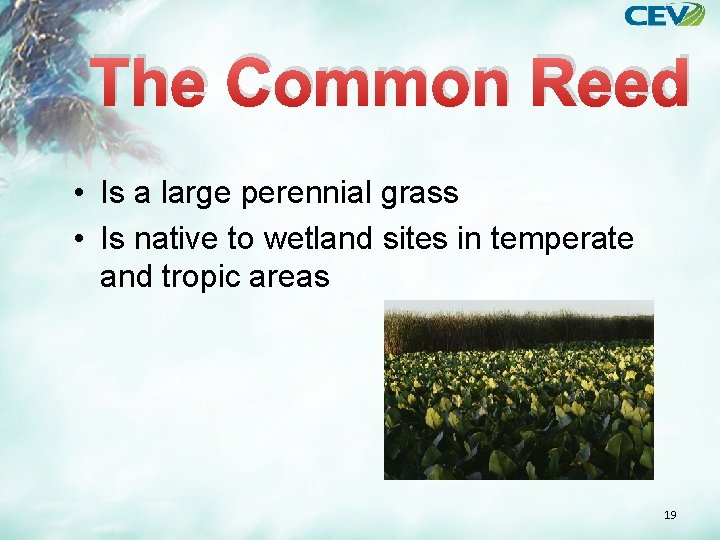 The Common Reed • Is a large perennial grass • Is native to wetland