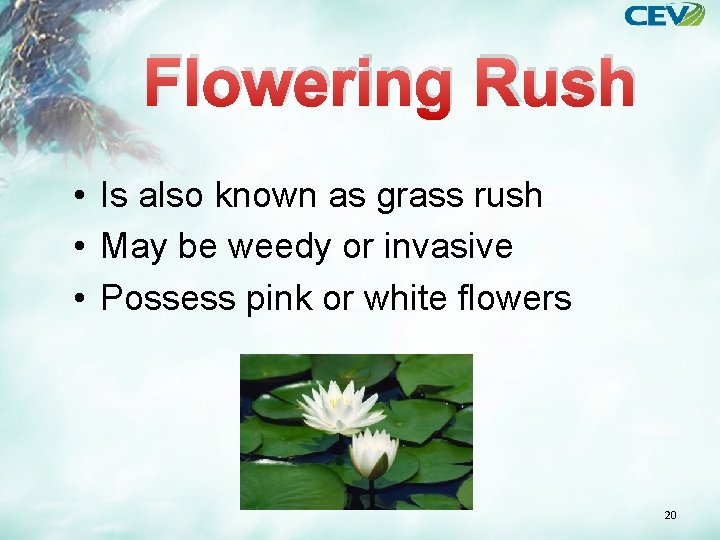 Flowering Rush • Is also known as grass rush • May be weedy or