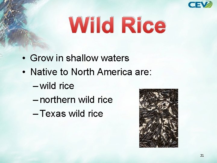 Wild Rice • Grow in shallow waters • Native to North America are: –