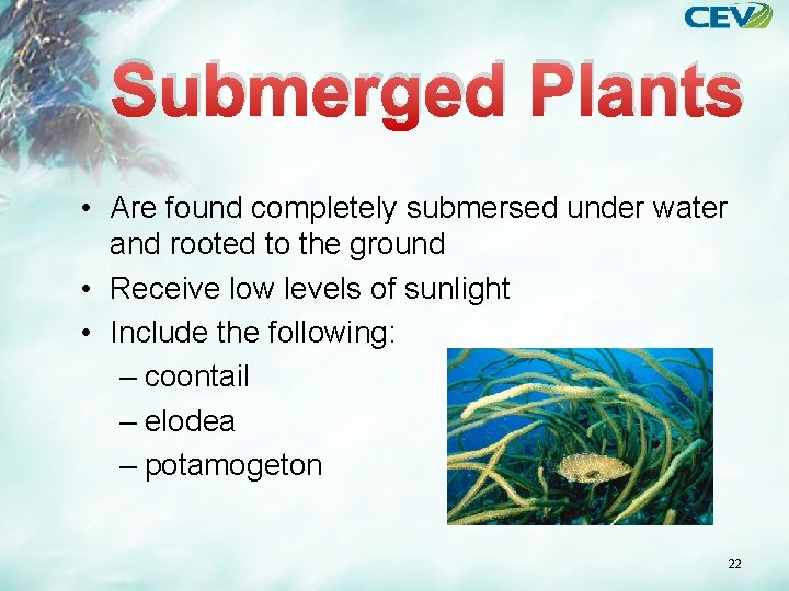 Submerged Plants • Are found completely submersed under water and rooted to the ground