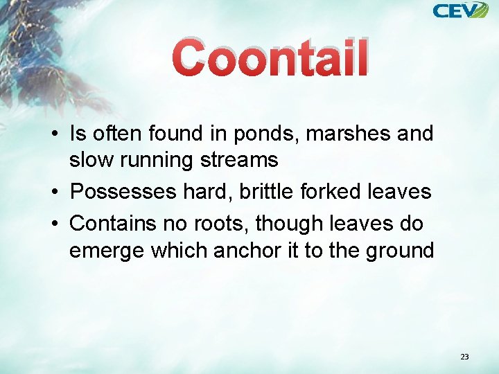 Coontail • Is often found in ponds, marshes and slow running streams • Possesses