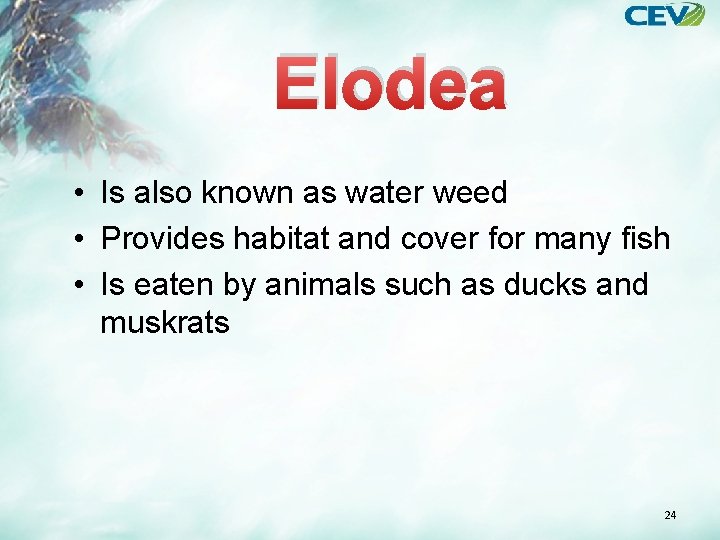 Elodea • Is also known as water weed • Provides habitat and cover for