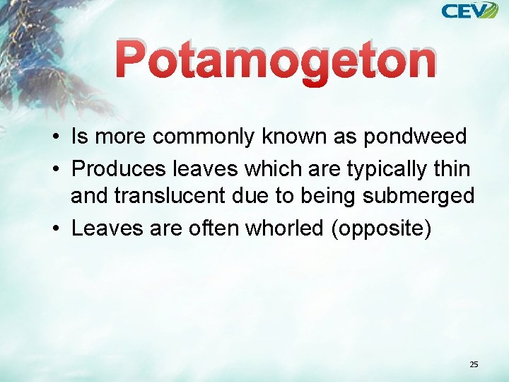 Potamogeton • Is more commonly known as pondweed • Produces leaves which are typically