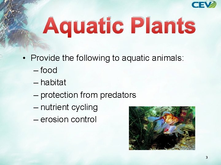 Aquatic Plants • Provide the following to aquatic animals: – food – habitat –