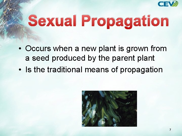 Sexual Propagation • Occurs when a new plant is grown from a seed produced