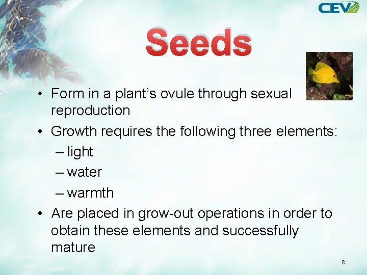 Seeds • Form in a plant’s ovule through sexual reproduction • Growth requires the