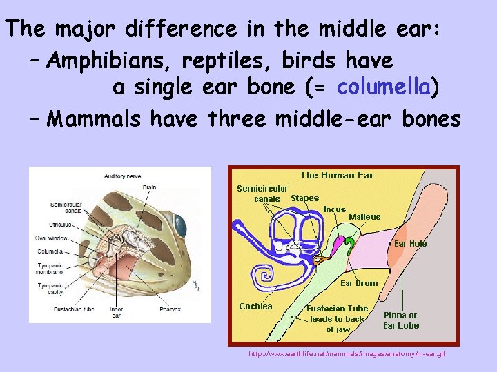 The major difference in the middle ear: – Amphibians, reptiles, birds have a single