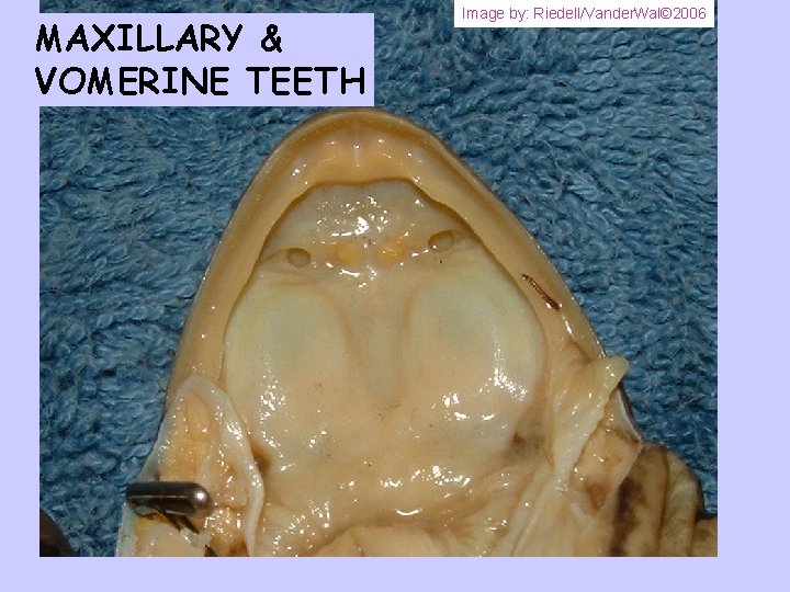 MAXILLARY & VOMERINE TEETH Image by: Riedell/Vander. Wal© 2006 