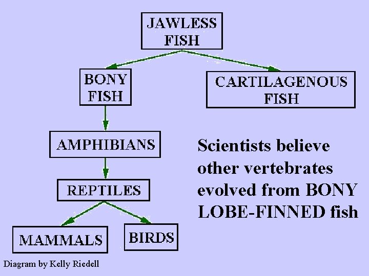 Scientists believe other vertebrates evolved from BONY LOBE-FINNED fish Diagram by Kelly Riedell 