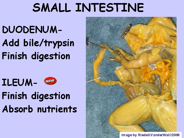 SMALL INTESTINE DUODENUMAdd bile/trypsin Finish digestion ILEUMFinish digestion Absorb nutrients Image by Riedell/Vander. Wal©