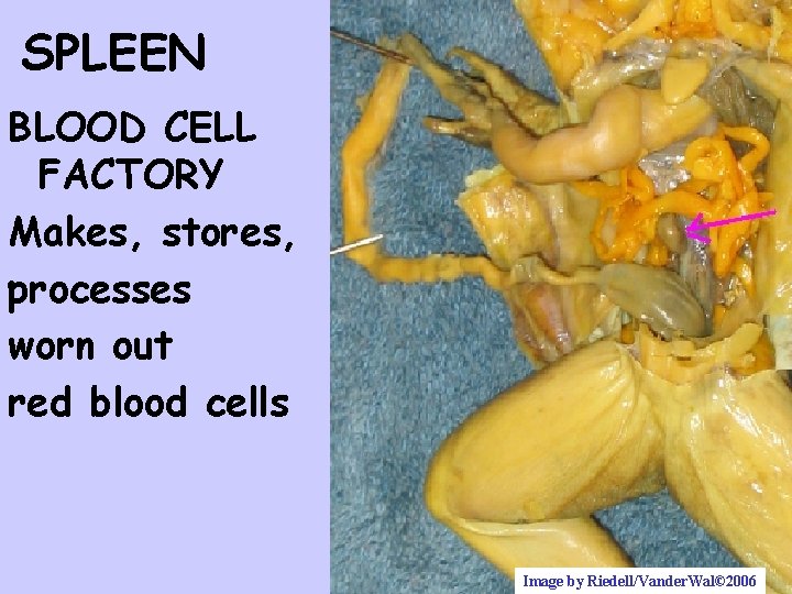 SPLEEN BLOOD CELL FACTORY Makes, stores, processes worn out red blood cells Image by