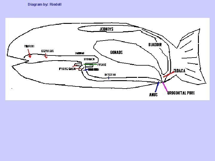 Diagram by: Riedell 