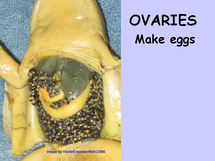 OVARIES Make eggs Image by Riedell/Vander. Wal© 2006 