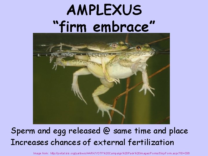 AMPLEXUS “firm embrace” Sperm and egg released @ same time and place Increases chances