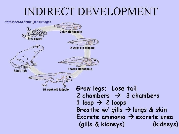 INDIRECT DEVELOPMENT http: //saczoo. com/3_kids/images Grow legs; Lose tail 2 chambers 3 chambers 1