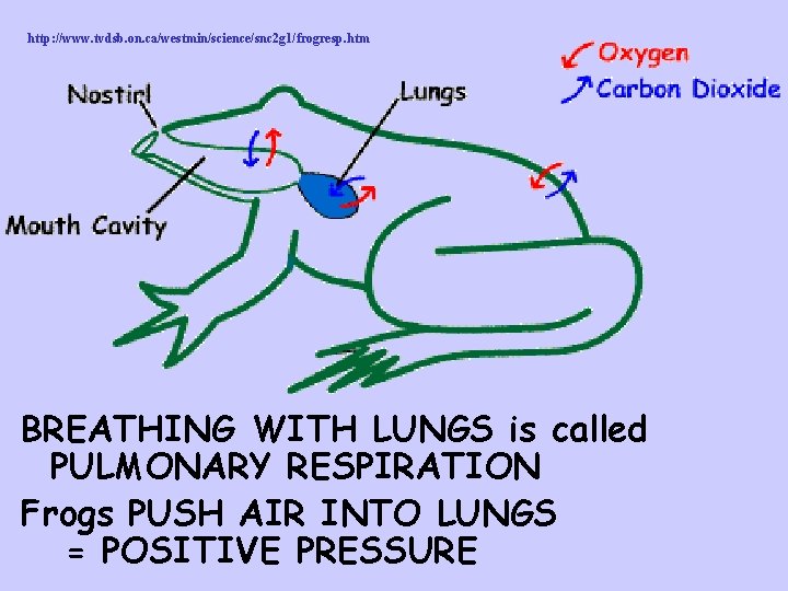 http: //www. tvdsb. on. ca/westmin/science/snc 2 g 1/frogresp. htm BREATHING WITH LUNGS is called