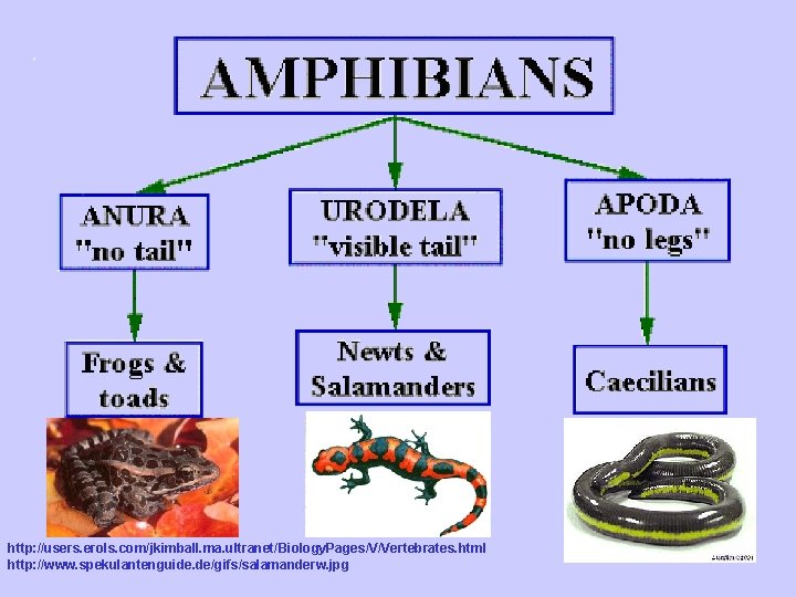 http: //users. erols. com/jkimball. ma. ultranet/Biology. Pages/V/Vertebrates. html http: //www. spekulantenguide. de/gifs/salamanderw. jpg 