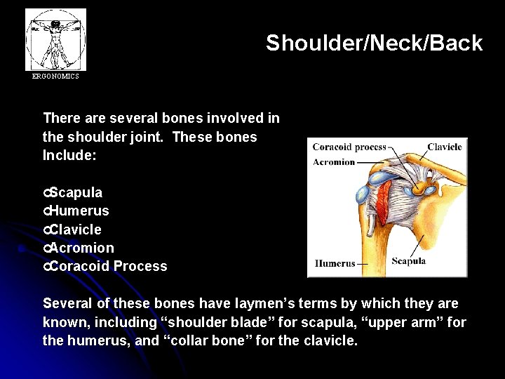 Shoulder/Neck/Back ERGONOMICS There are several bones involved in the shoulder joint. These bones Include:
