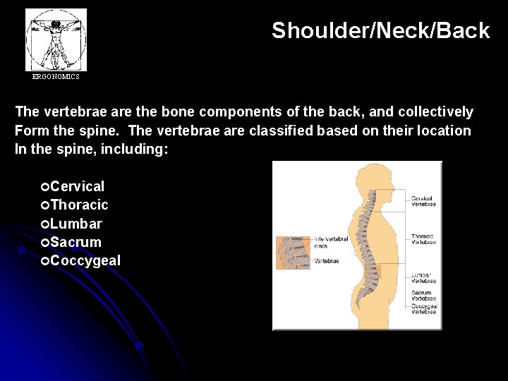 Shoulder/Neck/Back ERGONOMICS The vertebrae are the bone components of the back, and collectively Form