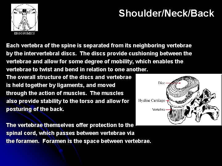 Shoulder/Neck/Back ERGONOMICS Each vertebra of the spine is separated from its neighboring vertebrae by