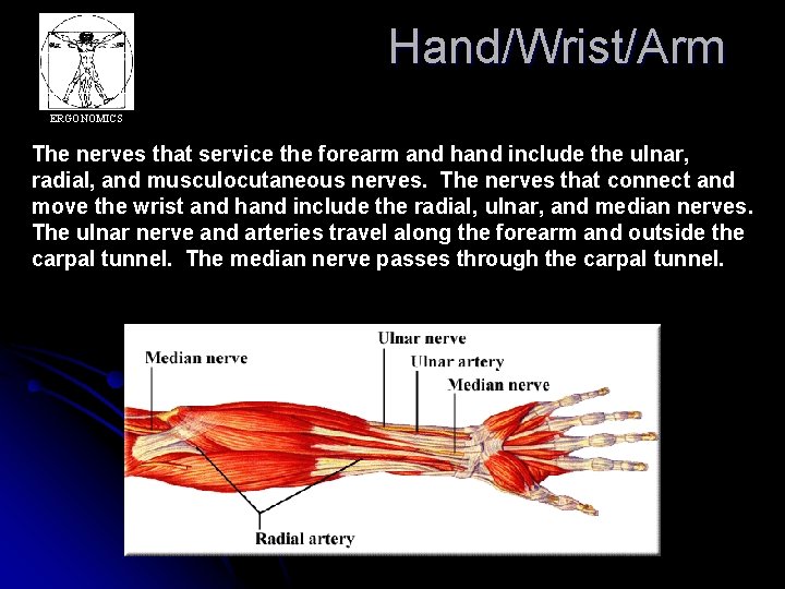 Hand/Wrist/Arm ERGONOMICS The nerves that service the forearm and hand include the ulnar, radial,