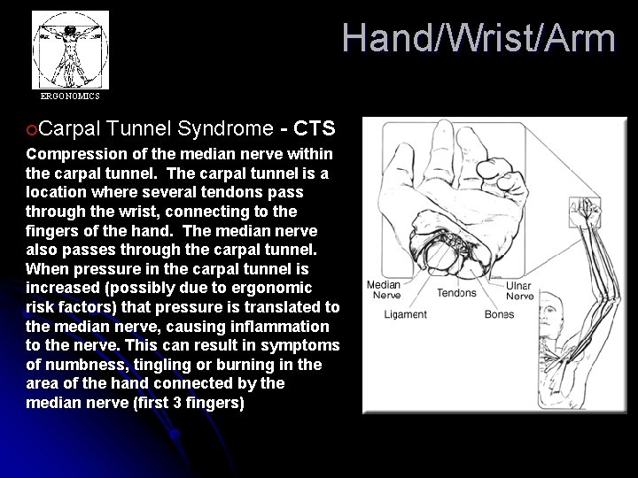 Hand/Wrist/Arm ERGONOMICS ¢Carpal Tunnel Syndrome - CTS Compression of the median nerve within the