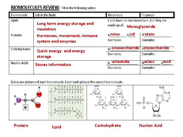 Long term energy storage and insulation Hormones, movement, immune system and enzymes Quick energy