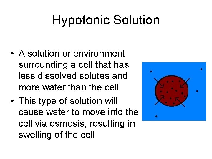 Hypotonic Solution • A solution or environment surrounding a cell that has less dissolved