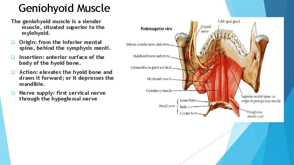 Geniohyoid Muscle The geniohyoid muscle is a slender muscle, situated superior to the mylohyoid. Geniohyoid Muscle The geniohyoid muscle is a slender muscle, situated superior to the mylohyoid.