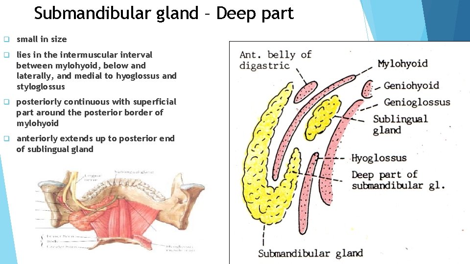 Submandibular gland – Deep part q small in size q lies in the intermuscular Submandibular gland – Deep part q small in size q lies in the intermuscular