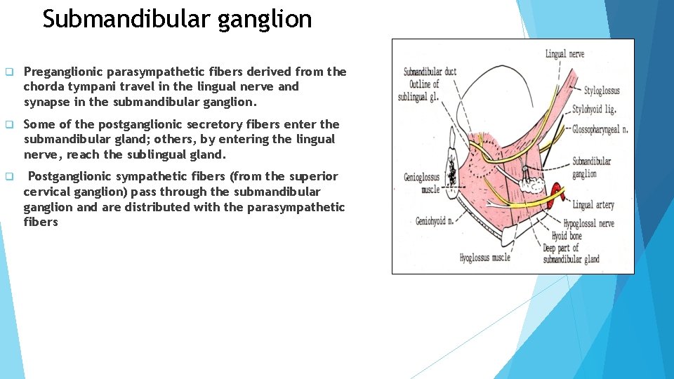 Submandibular ganglion q Preganglionic parasympathetic fibers derived from the chorda tympani travel in the Submandibular ganglion q Preganglionic parasympathetic fibers derived from the chorda tympani travel in the
