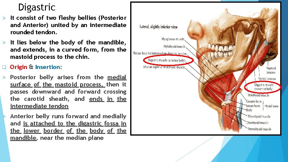 Digastric Ø It consist of two fleshy bellies (Posterior and Anterior) united by an Digastric Ø It consist of two fleshy bellies (Posterior and Anterior) united by an