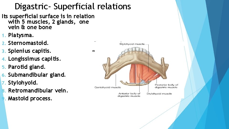 Digastric- Superficial relations Its superficial surface is in relation with 5 muscles, 2 glands, Digastric- Superficial relations Its superficial surface is in relation with 5 muscles, 2 glands,