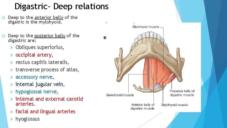 Digastric- Deep relations q Deep to the anterior belly of the digatric is the Digastric- Deep relations q Deep to the anterior belly of the digatric is the