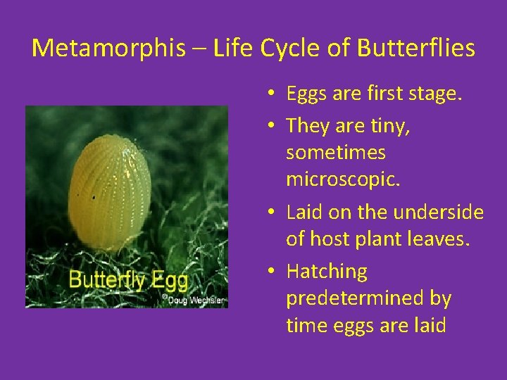 Metamorphis – Life Cycle of Butterflies • Eggs are first stage. • They are