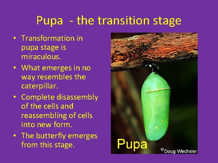 Pupa - the transition stage • Transformation in pupa stage is miraculous. • What