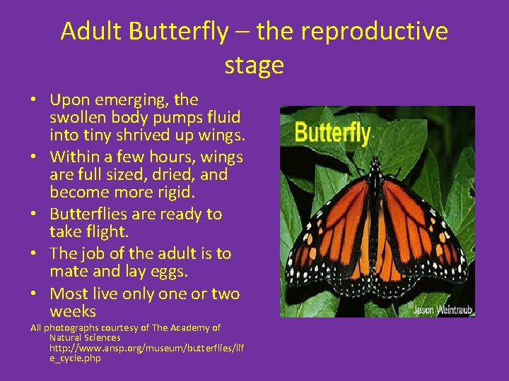 Adult Butterfly – the reproductive stage • Upon emerging, the swollen body pumps fluid