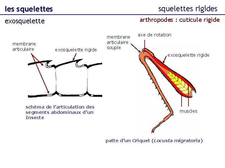 squelettes rigides les squelettes arthropodes : cuticule rigide exosquelette membrane articulaire exosquelette rigide membrane