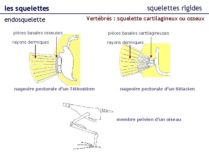 squelettes rigides les squelettes endosquelette Vertébrés : squelette cartilagineux ou osseux pièces basales osseuses